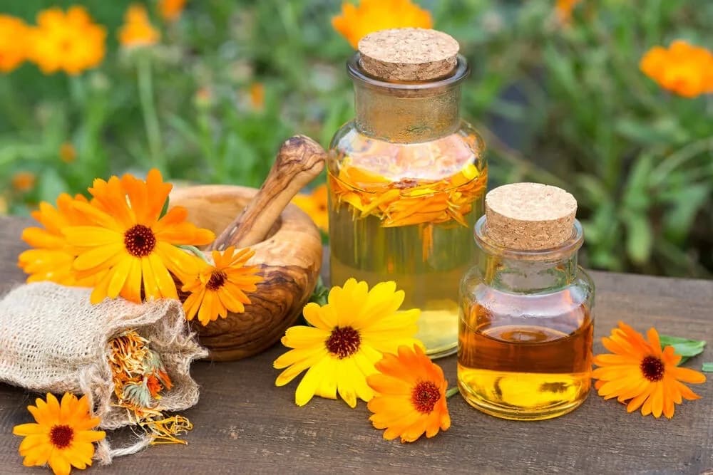 Calendula officinalis (Ringelblume) Extrakt