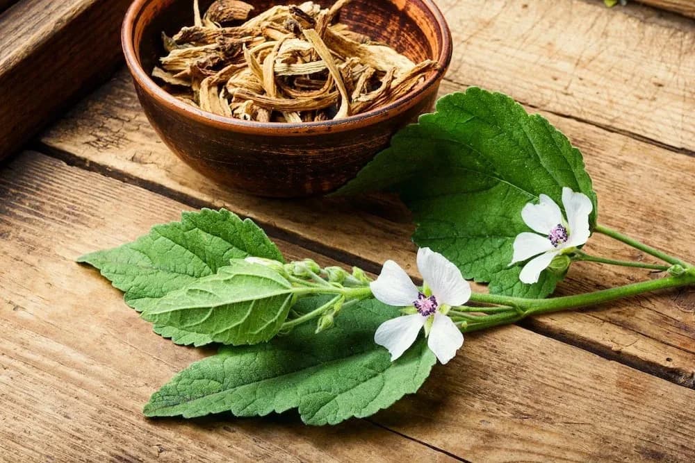 Eibisch (Althea officinalis) Wurzelextrakt