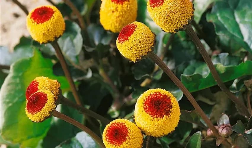 Acmella Oleracea