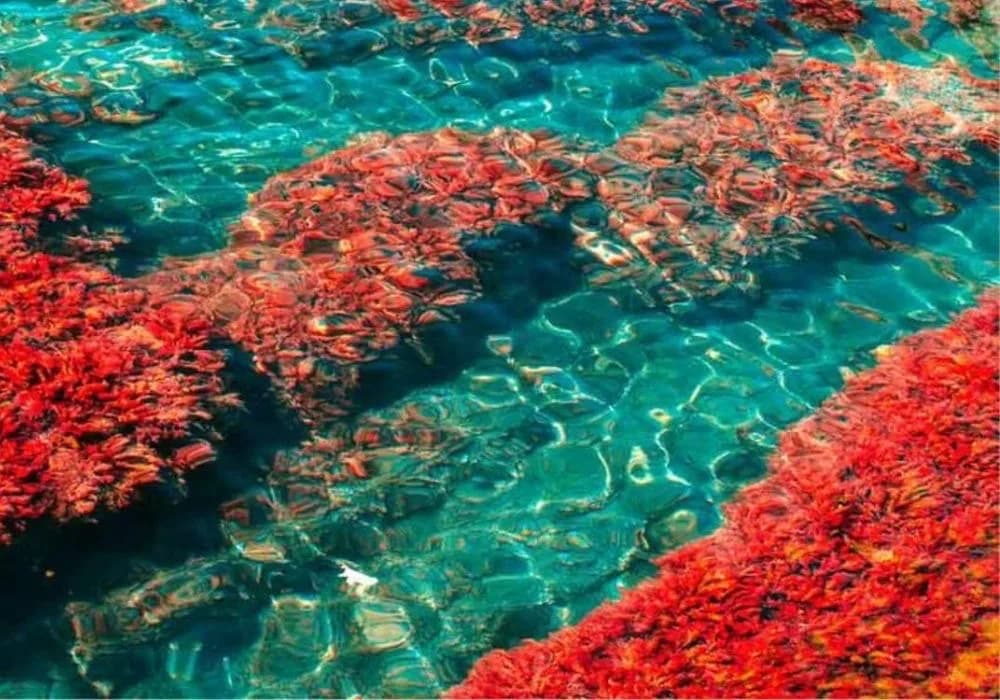 Astaxanthin