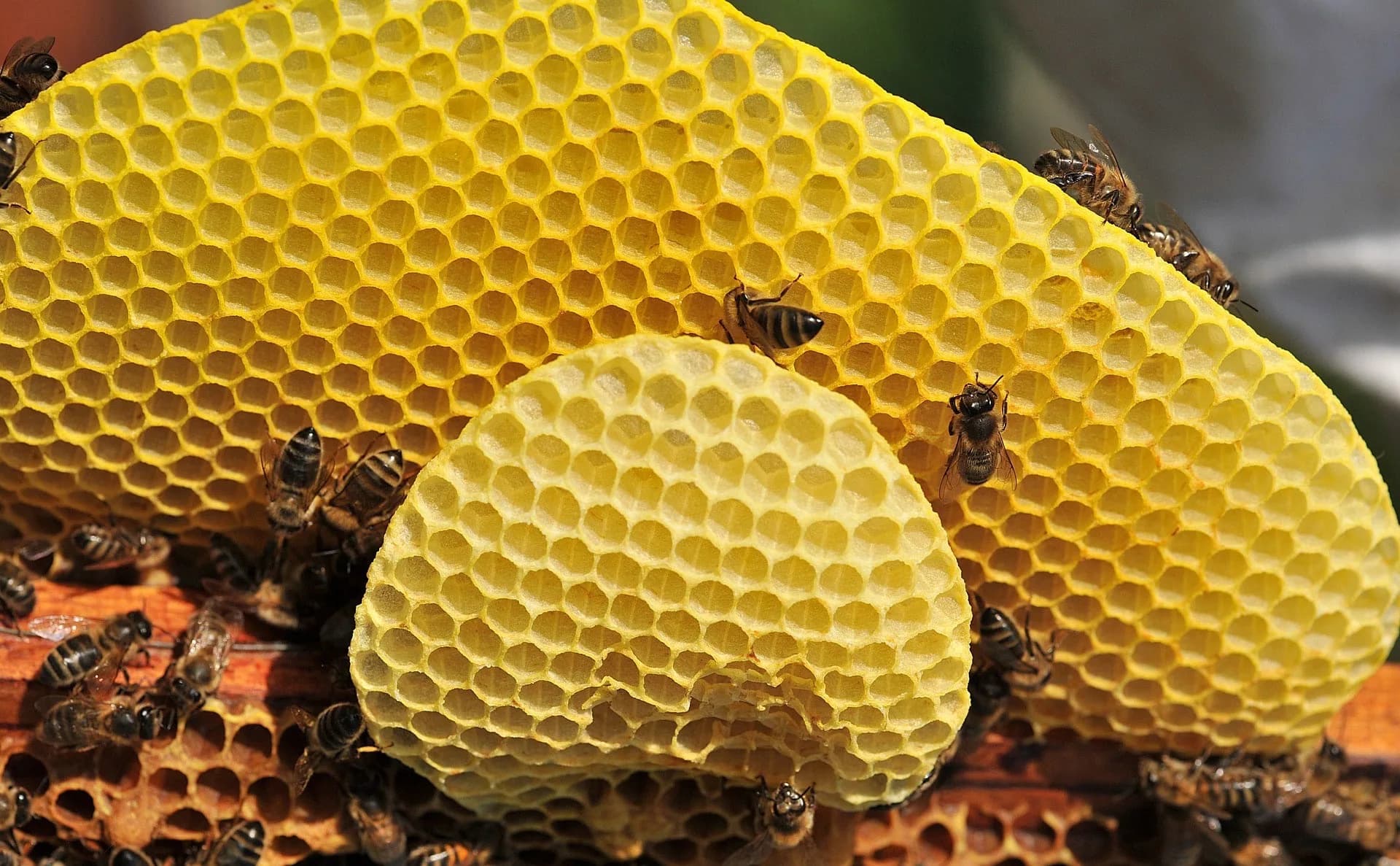 Bienenwachs