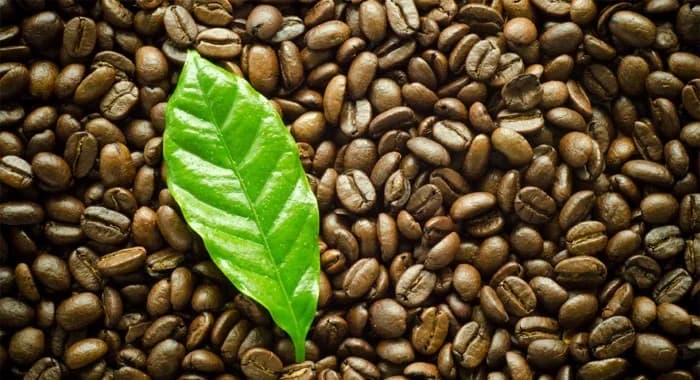 Coffein